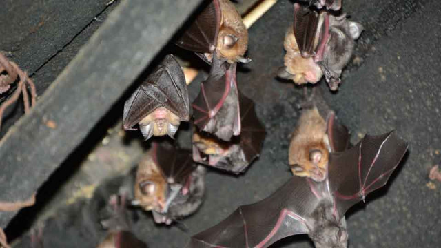 Stalna razstava o netopirjih