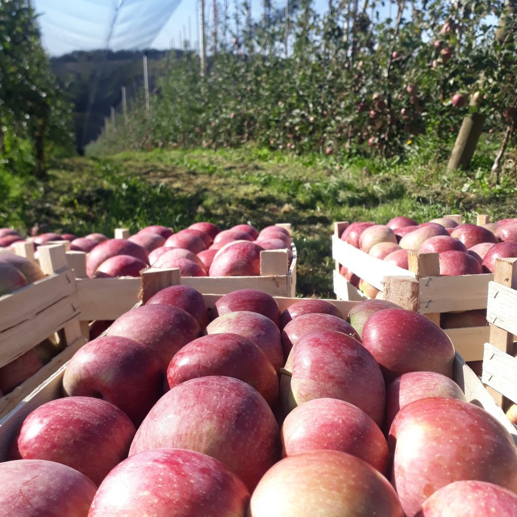 Sadjarska kmetija Letina 