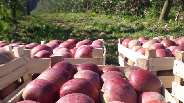 Sadjarska kmetija Letina 