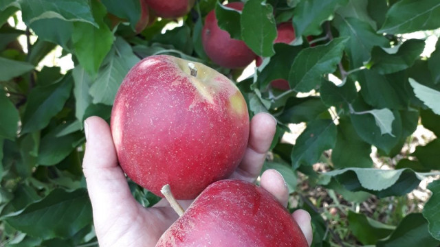 69236476-10217863283106047-4722446932864139264-n-1024x1024